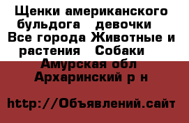 Щенки американского бульдога ( девочки) - Все города Животные и растения » Собаки   . Амурская обл.,Архаринский р-н